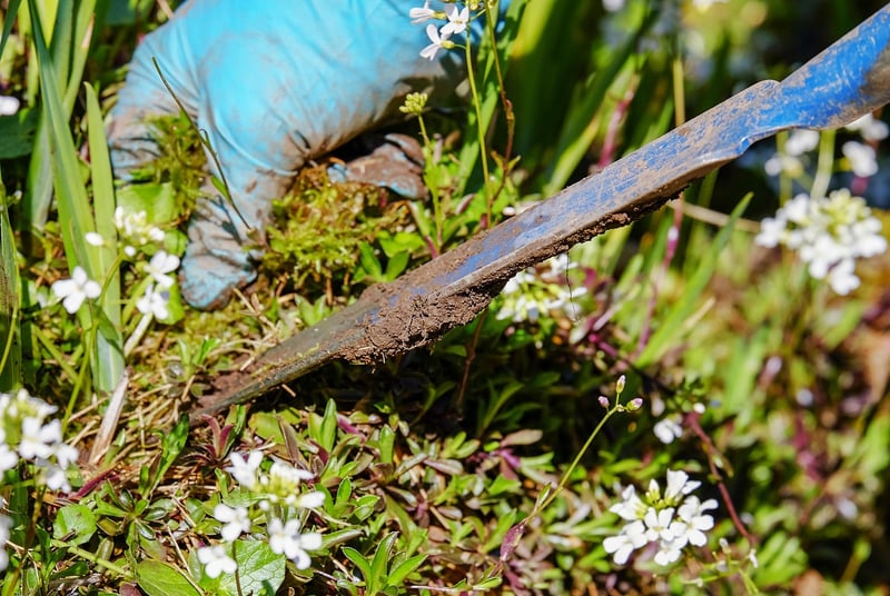 Weeding in the garden
